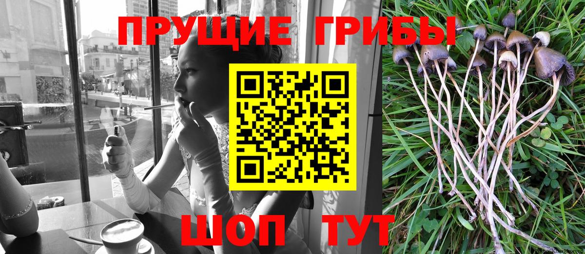 Выборг  магазин    Вход с VPN  Галлюциногенные грибы Cubensis 